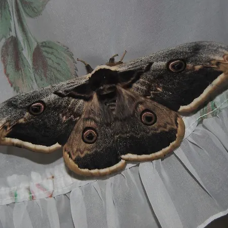 Ferienhaus Romanejo *