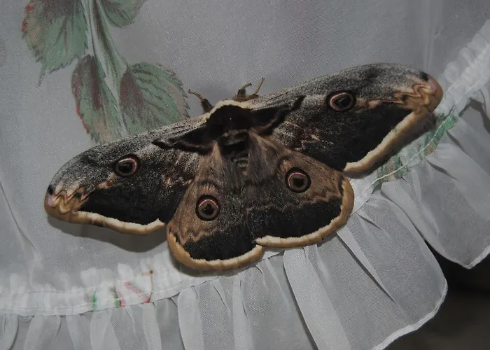 Holiday home Romanejo *