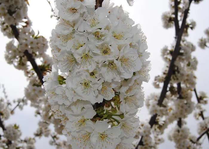 Casa Rural Romanejo *
