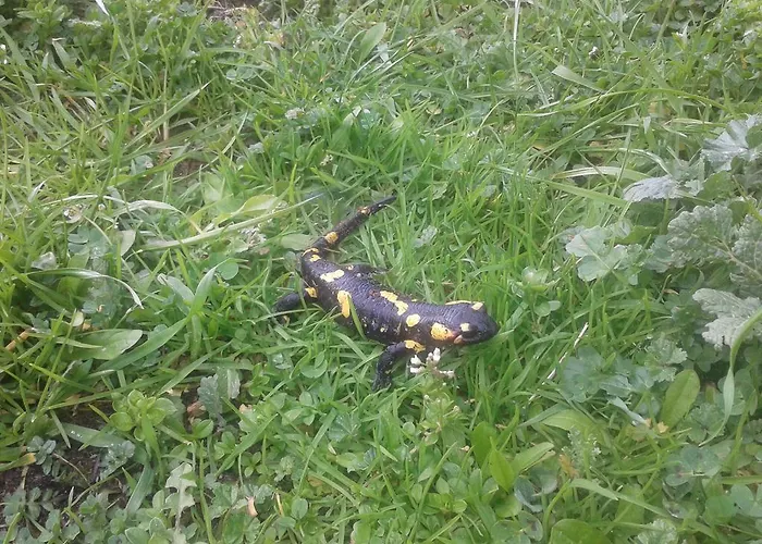 Prázdninový dům Romanejo